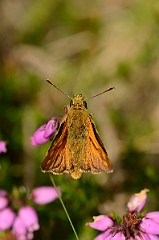 David Plant Photography - Wildlife Photography - Small skipper - C